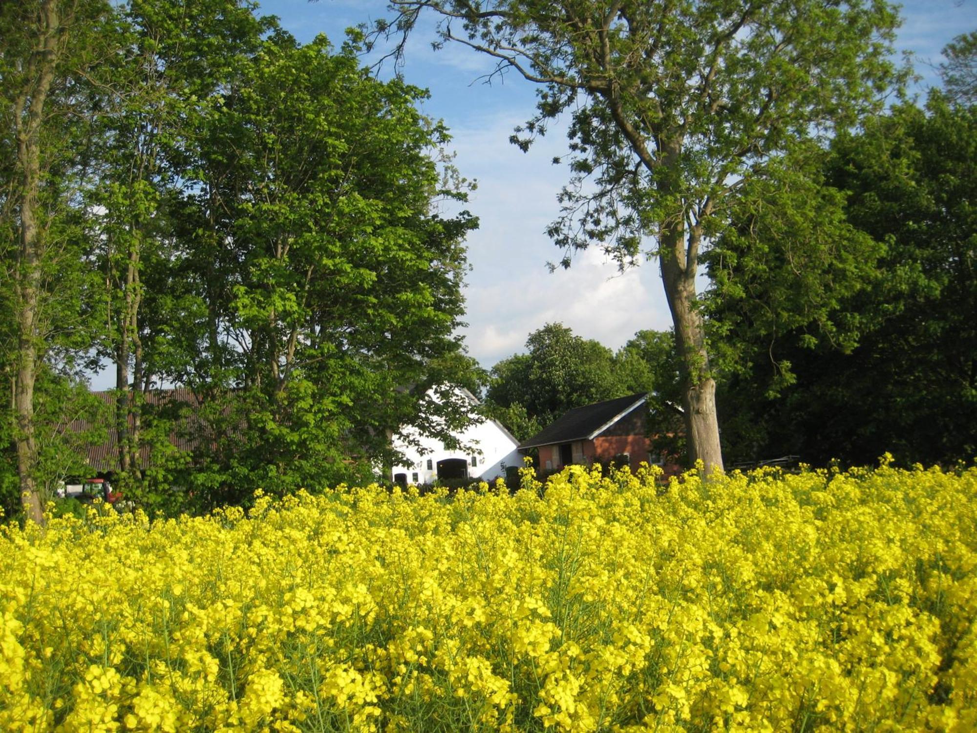 Wrede-Hof Apartment Cappeler Niederstrich ภายนอก รูปภาพ